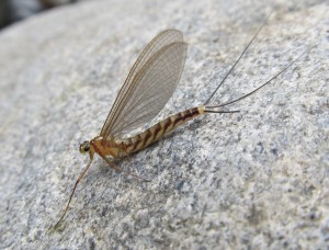 Endemic Japanese mayfly